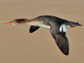 Red-breasted Merganser